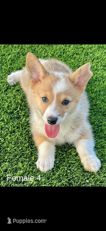 Red – Pembroke Welsh Corgi puppy for sale in Chino, CA