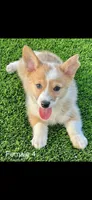 Red, a female Pembroke Welsh Corgi for sale in Chino, CA – 1 of 2