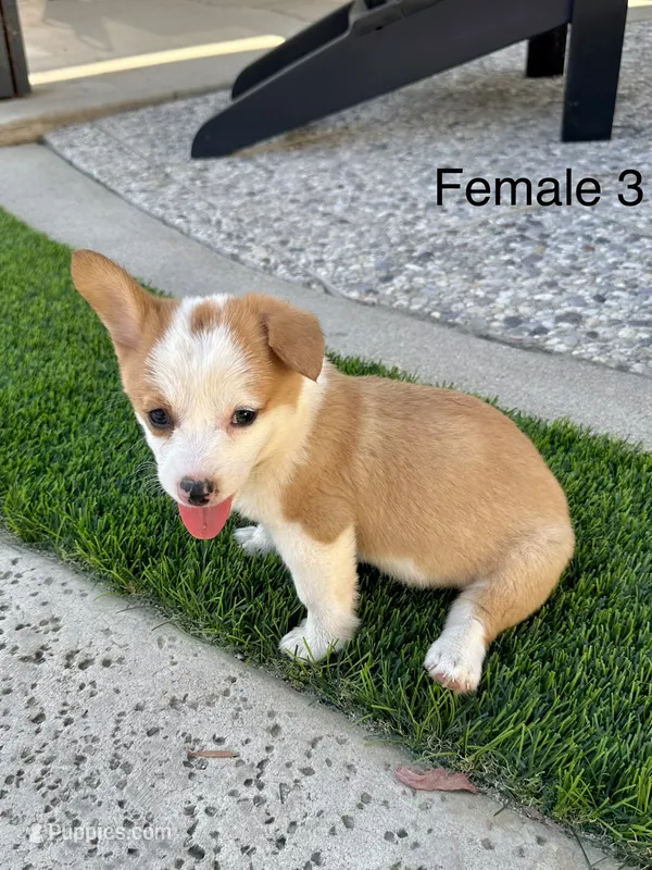 Tiny – Pembroke Welsh Corgi puppy for sale in Chino, CA