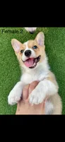 Blaze, a female Pembroke Welsh Corgi for sale in Chino, CA – 2 of 2