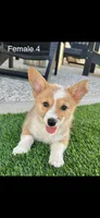 Red, a female Pembroke Welsh Corgi for sale in Chino, CA – 2 of 2