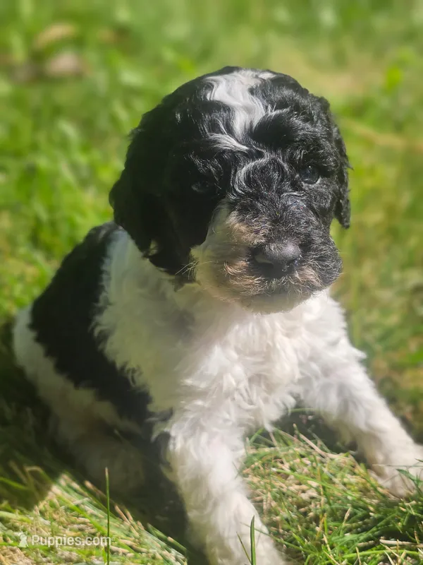 Jasper – Poodle - Standard  puppy for sale in Spokane, WA