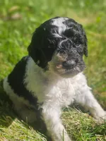 Jasper, a male Poodle - Standard  for sale in Spokane, WA – 1 of 2