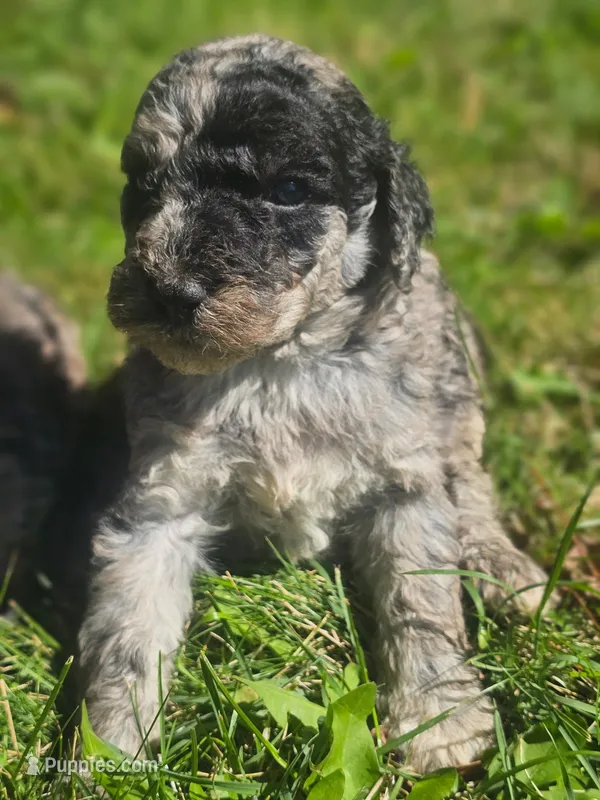 Jake – Poodle - Standard  puppy for sale in Spokane, WA