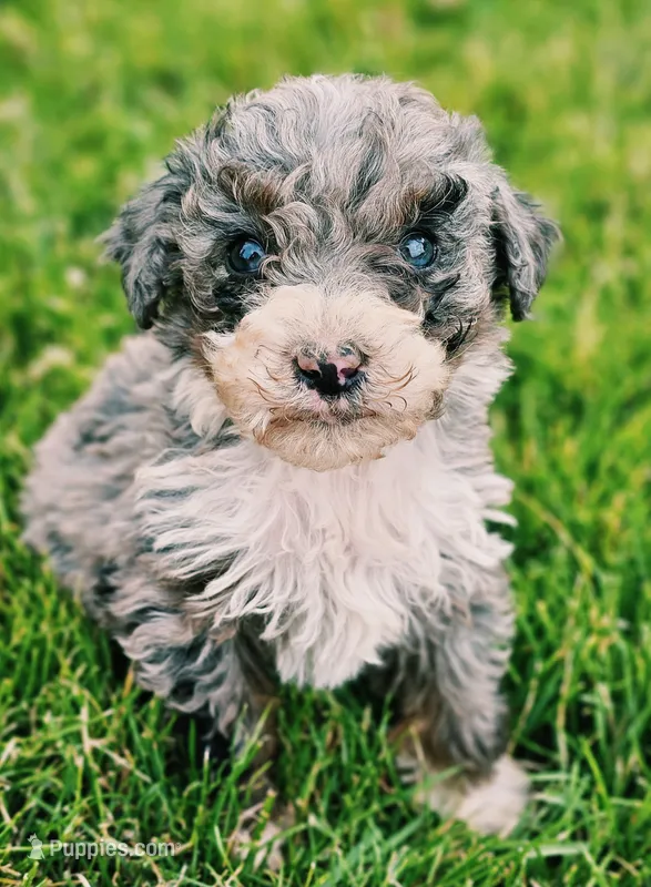 Bandit – Aussiedoodle puppy for sale in Spokane, WA