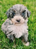 Bandit, a male Aussiedoodle for sale in Spokane, WA – 1 of 1