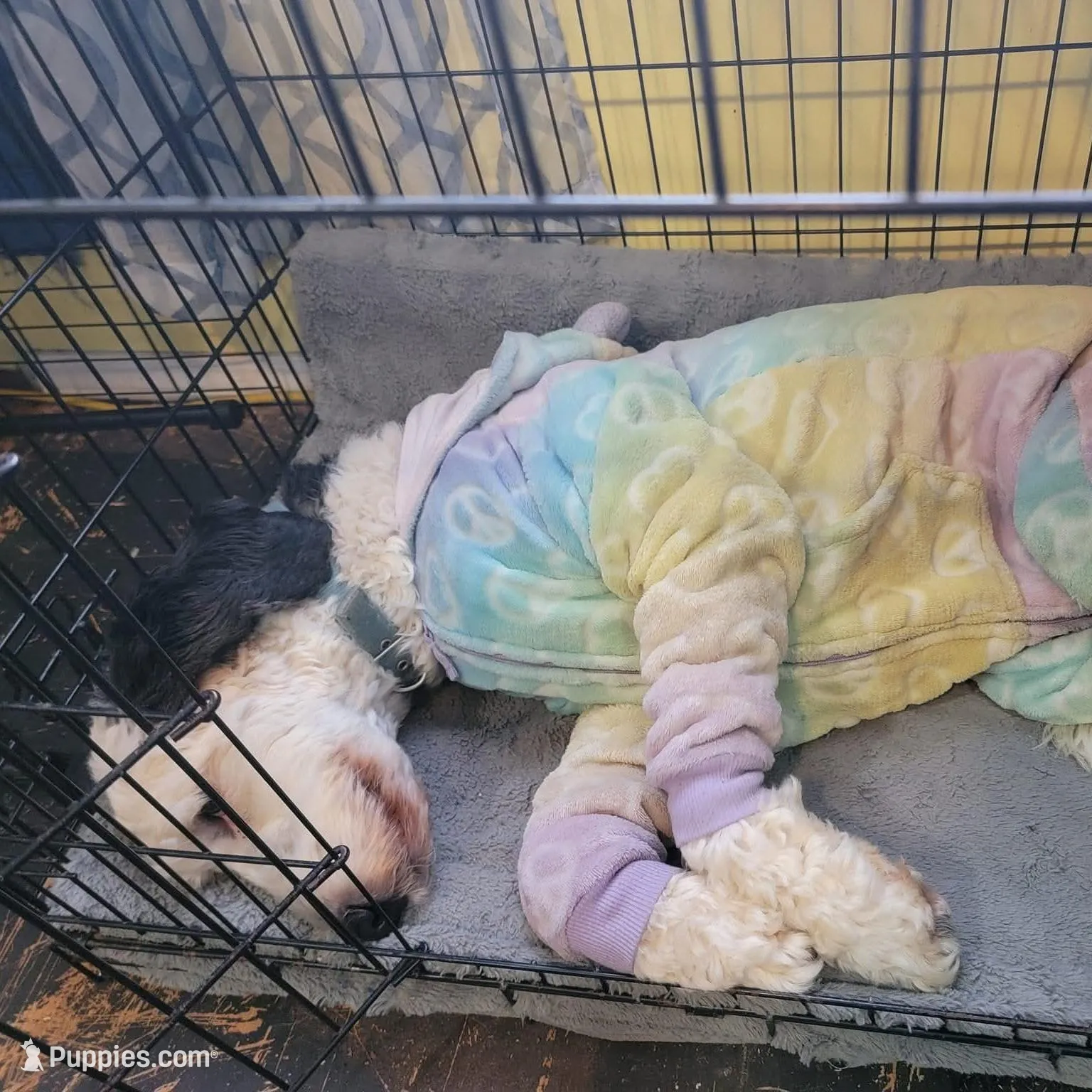 Willow , a female Sheepadoodle for sale in Spokane, WA – Photo 3 of 3