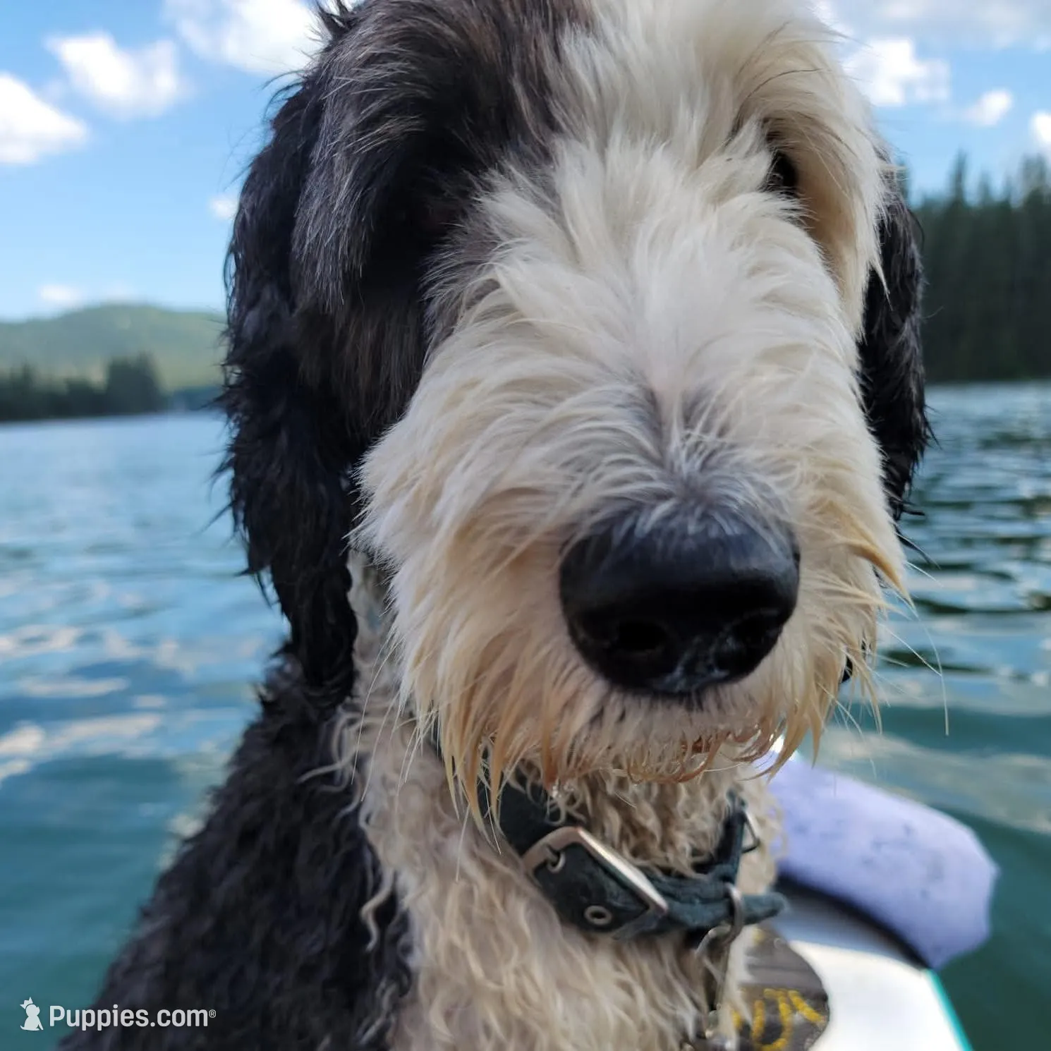 Willow , a female Sheepadoodle for sale in Spokane, WA – Photo 2 of 3