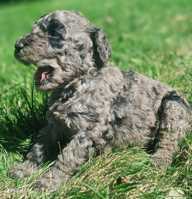 Pepper – Poodle - Standard  puppy for sale in Spokane, WA