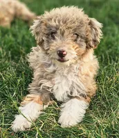 Maizee, a female Aussiedoodle for sale in Spokane, WA – 4 of 4