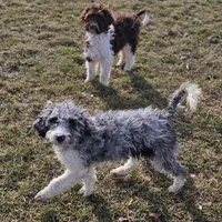 Autumn, a female Aussiedoodle for sale in Spokane, WA – Photo 3 of 5