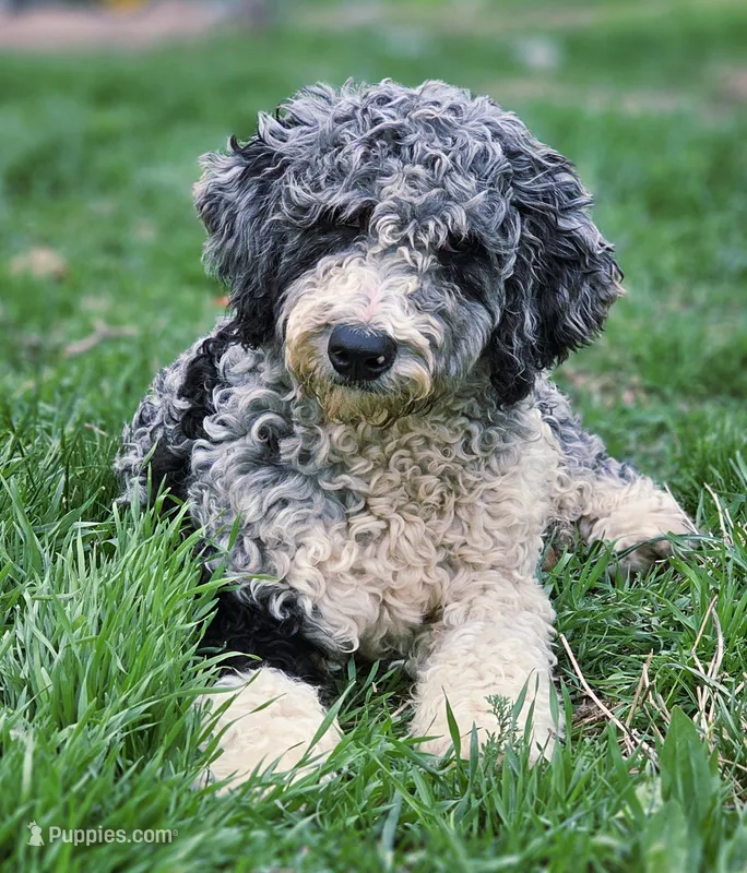 Autumn – Aussiedoodle puppy for sale in Spokane, WA