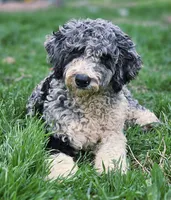Autumn, a female Aussiedoodle for sale in Spokane, WA – Photo 1 of 8