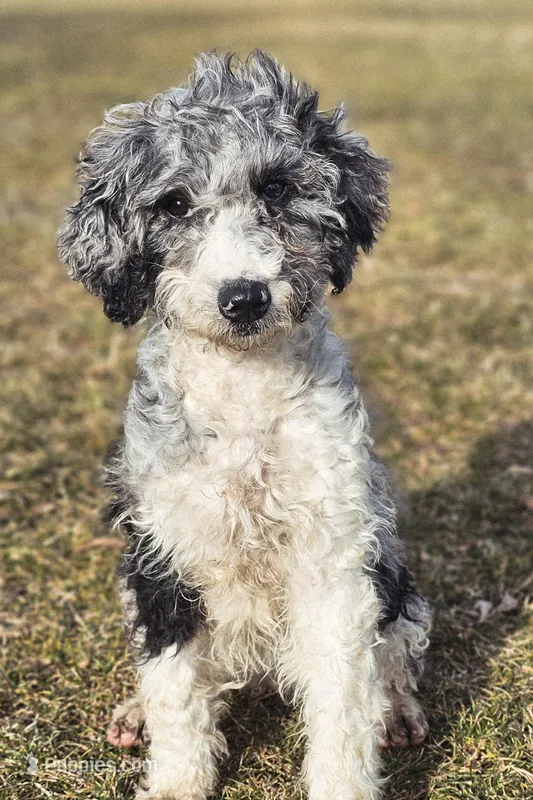 Autumn – Aussiedoodle puppy for sale in Spokane, WA