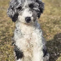 Autumn, a female Aussiedoodle for sale in Spokane, WA – Photo 1 of 5