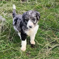 Autumn, a female Aussiedoodle for sale in Spokane, WA – Photo 5 of 5