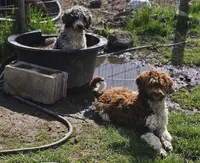 Autumn, a female Aussiedoodle for sale in Spokane, WA – Photo 3 of 8