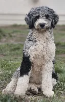 Autumn, a female Aussiedoodle for sale in Spokane, WA – Photo 2 of 8