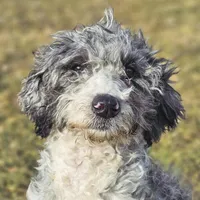 Autumn, a female Aussiedoodle for sale in Spokane, WA – Photo 2 of 5