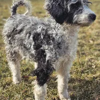 Autumn, a female Aussiedoodle for sale in Spokane, WA – Photo 4 of 5