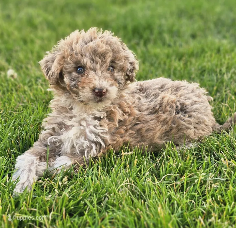 Maizee – Aussiedoodle puppy for sale in Spokane, WA