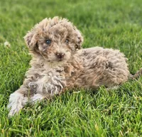 Maizee, a female Aussiedoodle for sale in Spokane, WA – 1 of 1