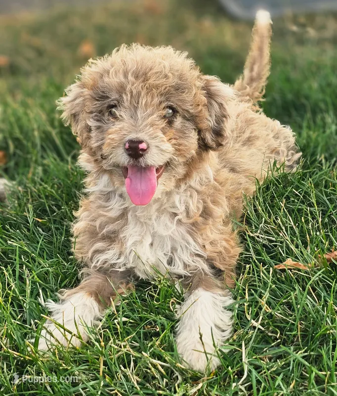 Maizee – Aussiedoodle puppy for sale in Spokane, WA