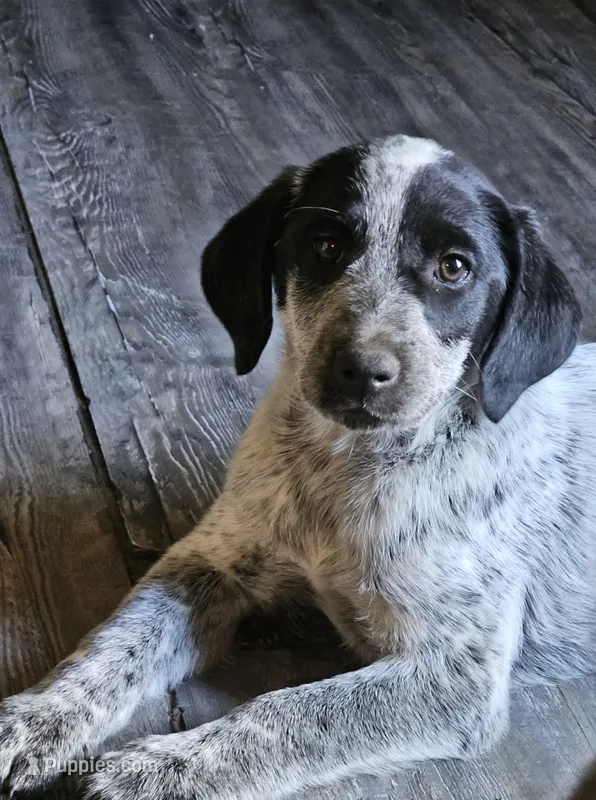 Pepper – Pointer puppy for sale in Spokane, WA