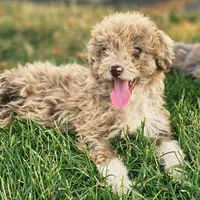 Maizee, a female Aussiedoodle for sale in Spokane, WA – 3 of 4