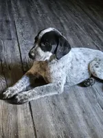 Pepper, a female Pointer for sale in Spokane, WA – 2 of 2