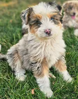 Jasper, a male Aussiedoodle for sale in Spokane, WA – 3 of 3