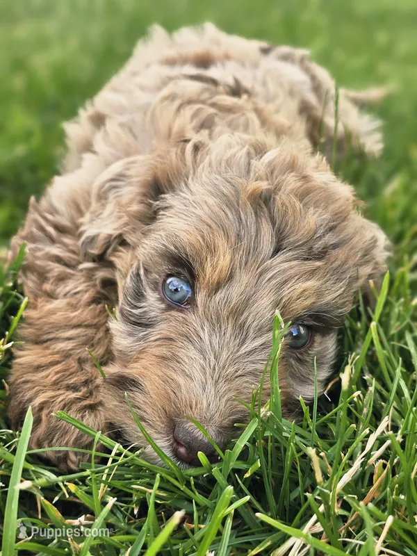 Mocha – Aussiedoodle puppy for sale in Spokane, WA