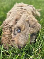 Mocha, a female Aussiedoodle for sale in Spokane, WA – 1 of 1