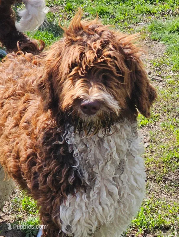 Brandy – Aussiedoodle puppy for sale in Spokane, WA