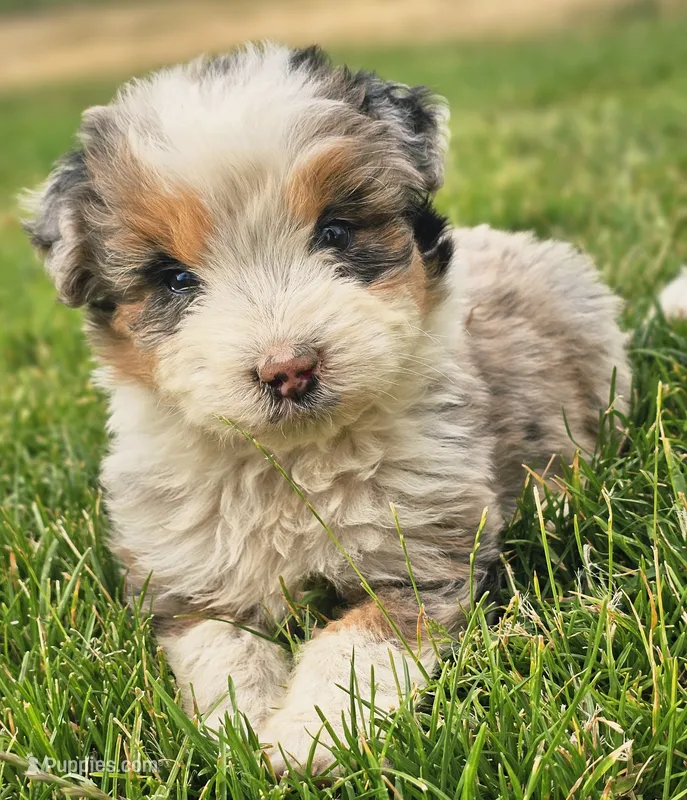 Jasper – Aussiedoodle puppy for sale in Spokane, WA