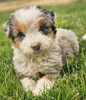 Jasper, a male Aussiedoodle for sale in Spokane, WA – 1 of 1