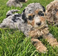 River, a female Aussiedoodle for sale in Spokane, WA – 1 of 1