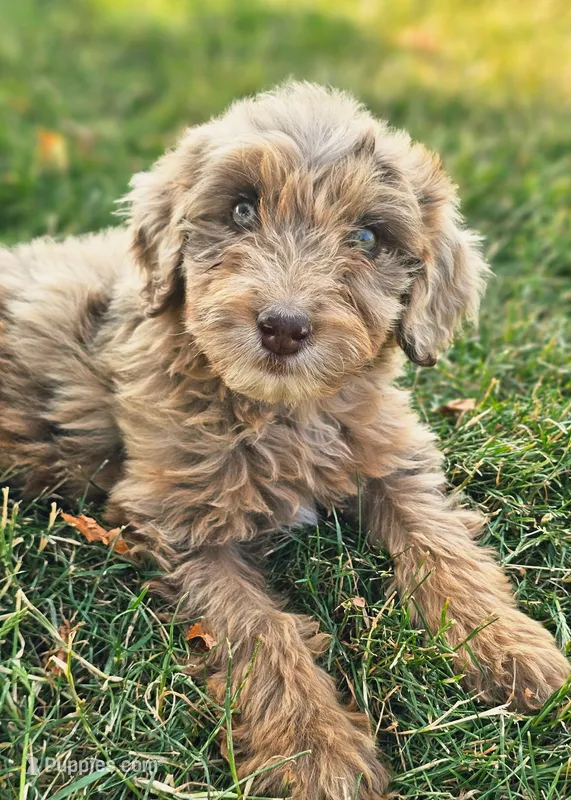 Mocha – Aussiedoodle puppy for sale in Spokane, WA