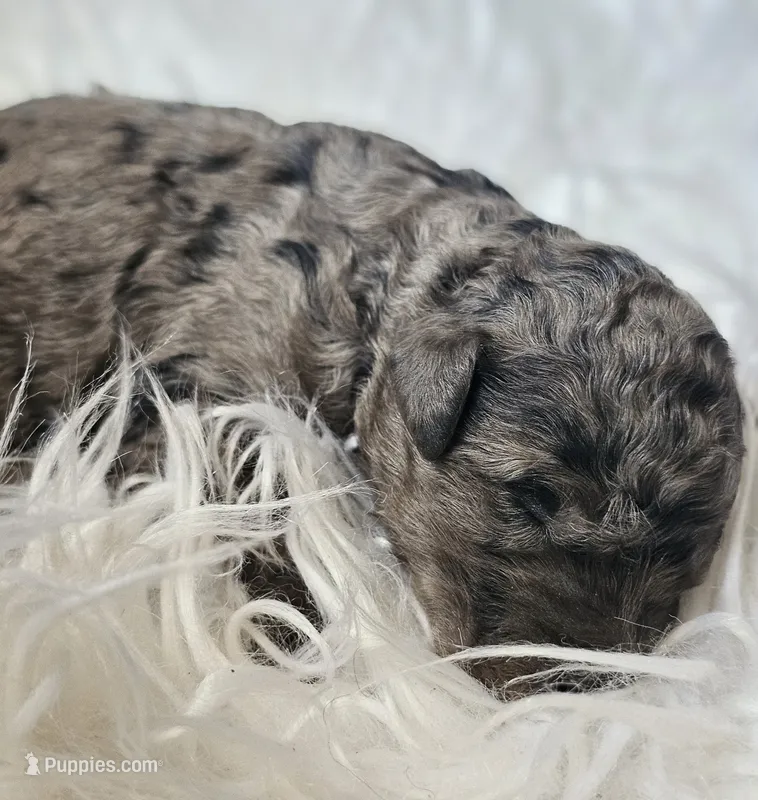 Jake – Poodle - Standard  puppy for sale in Spokane, WA
