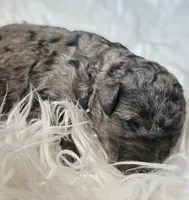 Jake, a male Poodle - Standard  for sale in Spokane, WA – 1 of 1