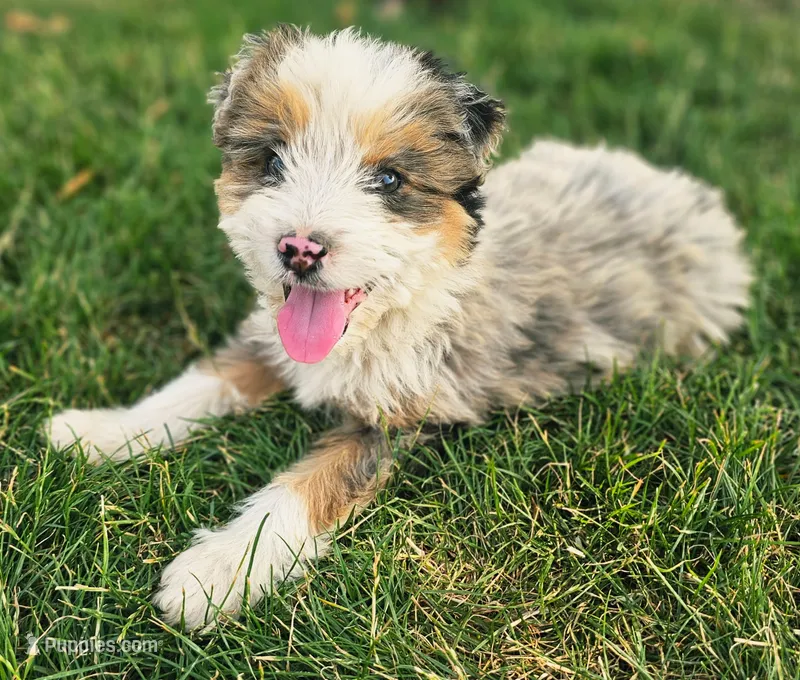 Jasper – Aussiedoodle puppy for sale in Spokane, WA