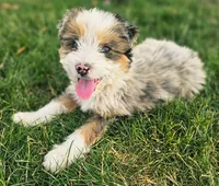 Jasper, a male Aussiedoodle for sale in Spokane, WA – 1 of 3