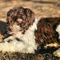 Brandy, a female Aussiedoodle for sale in Spokane, WA – Photo 5 of 8