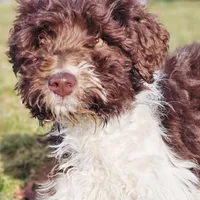 Brandy, a female Aussiedoodle for sale in Spokane, WA – Photo 2 of 8