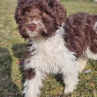 Brandy, a female Aussiedoodle for sale in Spokane, WA – Photo 3 of 8