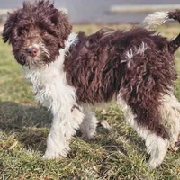 Brandy, a female Aussiedoodle for sale in Spokane, WA – Photo 7 of 8
