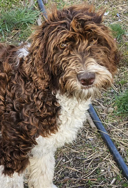 Brandy – Aussiedoodle puppy for sale in Spokane, WA