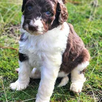 Brandy, a female Aussiedoodle for sale in Spokane, WA – Photo 6 of 8