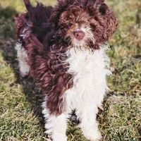 Brandy, a female Aussiedoodle for sale in Spokane, WA – Photo 1 of 8