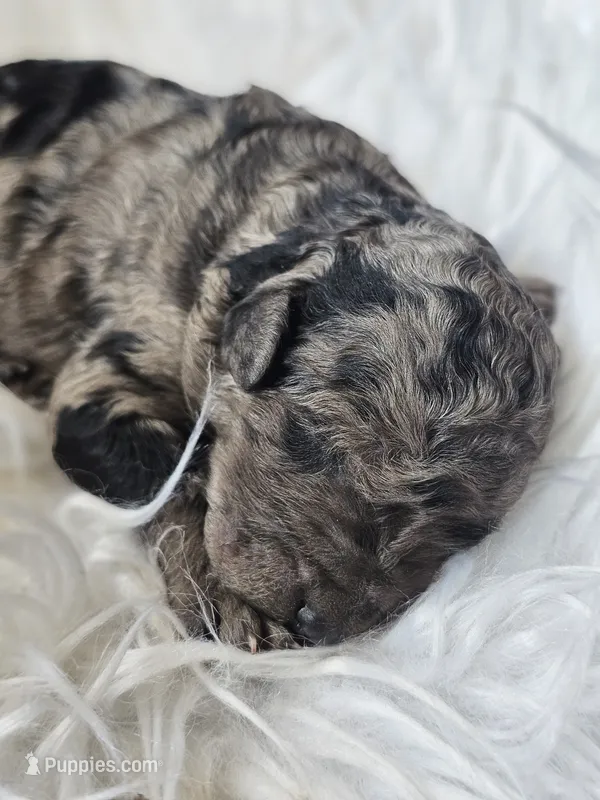 Pepper – Poodle - Standard  puppy for sale in Spokane, WA